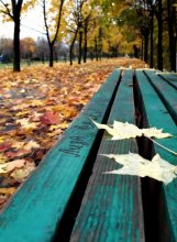 autumn in the park / *****