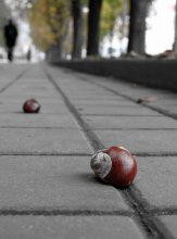 chestnuts / ******