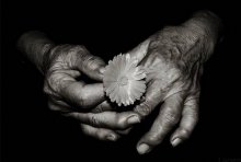flower / ***