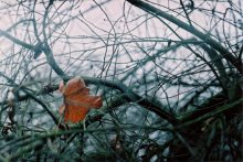 cold ... / ***