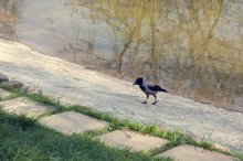 lonely bird / *****