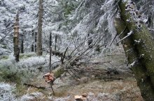 Wintermärchen * 4 / ***