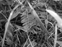 Dew / ***