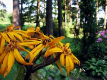 Flower / ***