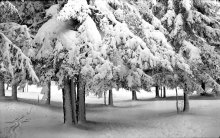 From the photo archives. Ate in the snow. 1990-ies. / ***