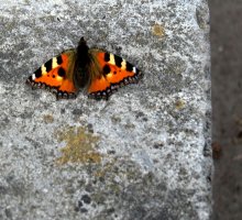 Butterfly / ***