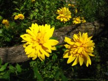 yellow flowers / ***