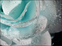 Cold Roses / ***