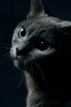 Cleo ... / .......