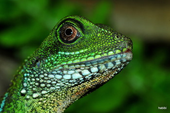 Wasseragame.....:) / Wasseragame - Physignatus cociucinus leider nur im Terrarium,aber sehr Fotografen freundliches "Biest".....:)