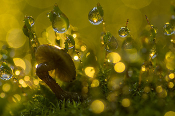 Dreams ... / ***