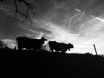 cow-how / Am Wegrand begegnet