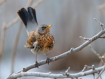 Thrush Wacholderdrossel / .....