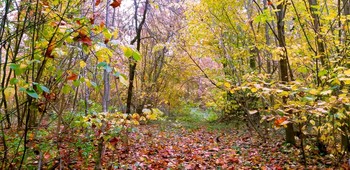 Autumn in the forest / ***
