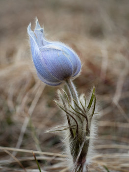 Wind Flower / Our native crocus hasn't yet bloomed this year. Indiginous people believed these were brought by the spring winds.