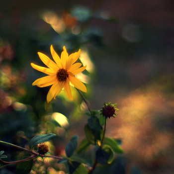  / My Garden.