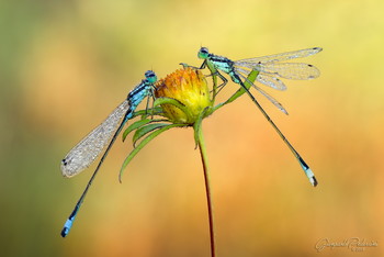 Autumn colors / Ischnura elegans (males)