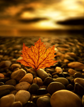 Autunno in spiaggia / Foglia trovata in spiaggia.