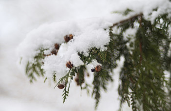 Return of winter / ***