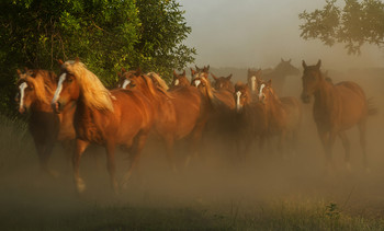 Herde / ***