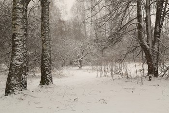 Just winter / 2020.02.29.