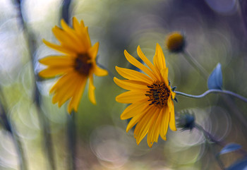  / My Garden