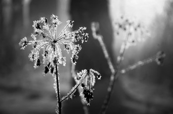 Companions / ***