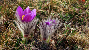 Pulsatilla Krim / ***