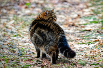 So groß ist wie das Leben / ***
