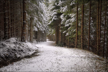 Waldweg / Winterwald
