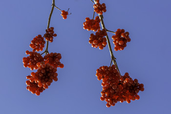 Red on the Branch / These red berries on the branch in the middle of winter still looked great