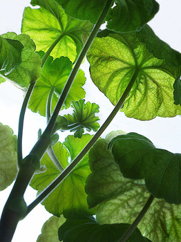 Geranium / ***