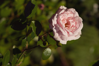 Sommer Blume / ***