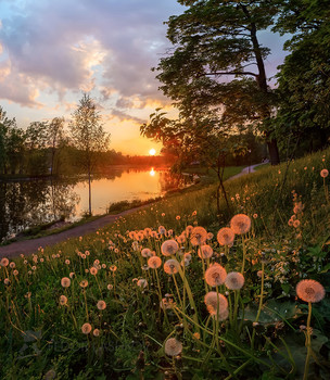 Dandelions in the sunset / ***
