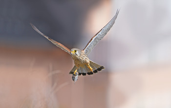 Turmfalke mit Beute / Nahe der Stadt war dieser turmfalke beim jagen und hat sich eine Maus gekrallt