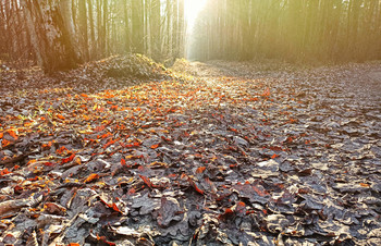 &nbsp; / Tired leaves