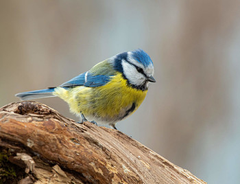 Blue tit / .....