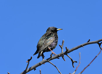 Starling / ***
