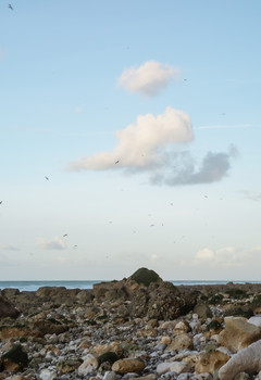 Coast / ***