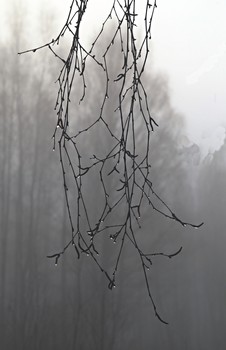 Tears of the mist / ***