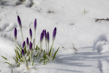The first flowers / ...