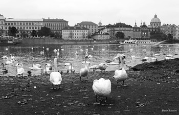 Gänse / ***