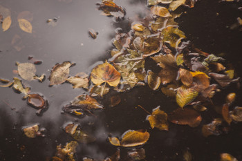 Autumn / ***