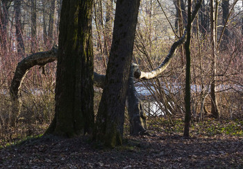 Frühling im Park / ***