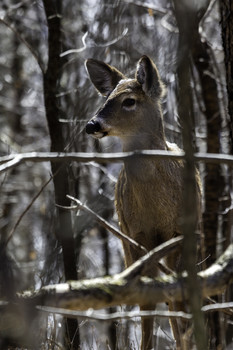 Yearling Deer / This yearling deer was keeping its eyes on mom