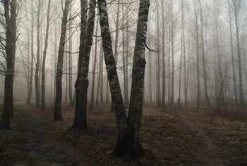Im Frühjahr Wald / ***