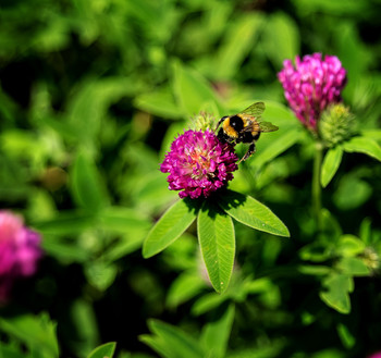 Furry bumblebee / ***