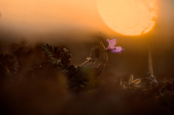 Bei Sonnenuntergang / ***