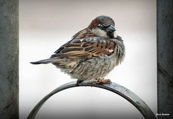 Sparrow / ***