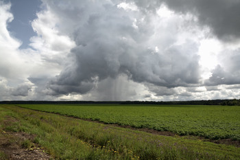 Diese Sommerregen ... / ***